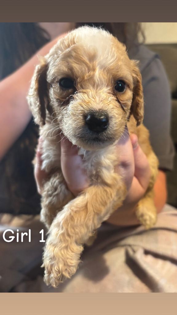 Lovely cockapoo puppies 