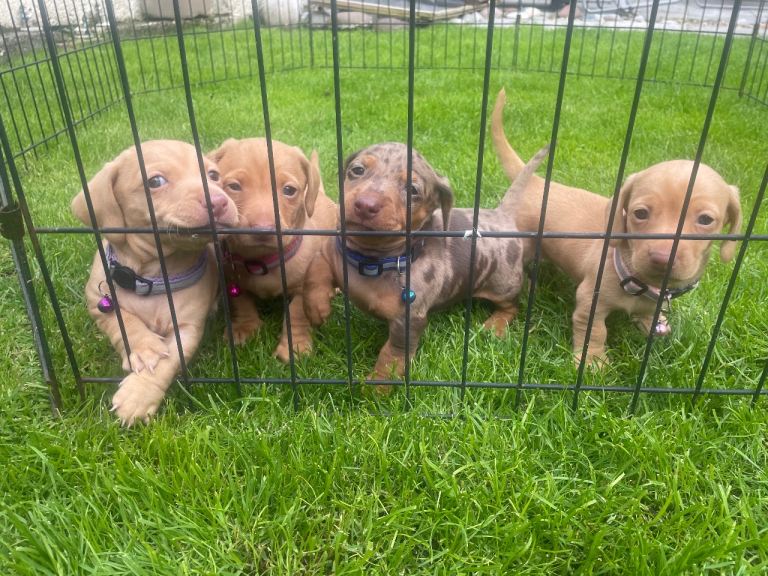 Stunning Miniature Dachshund puppies