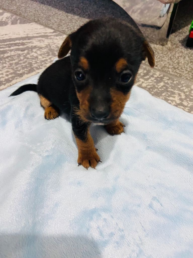 Jack Russel puppies