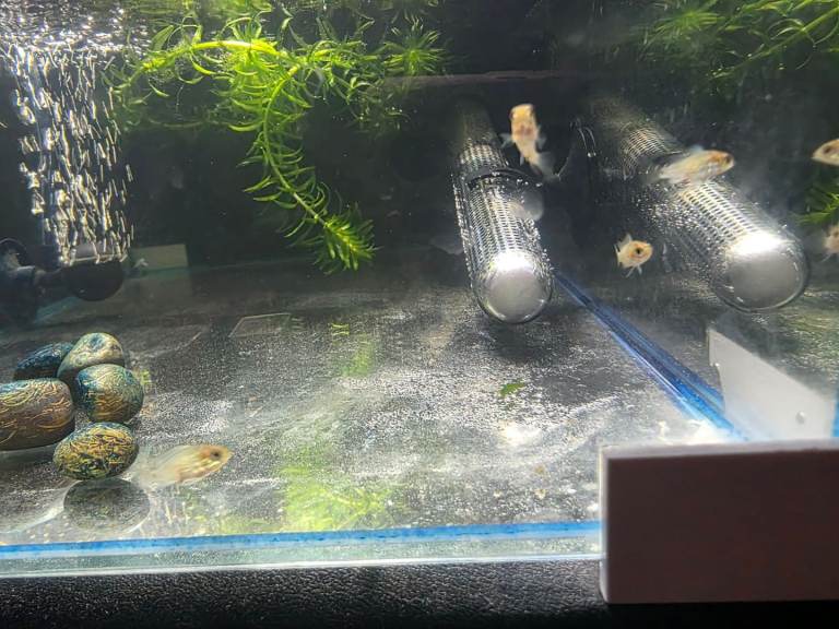 Baby Electric Blue Acaras