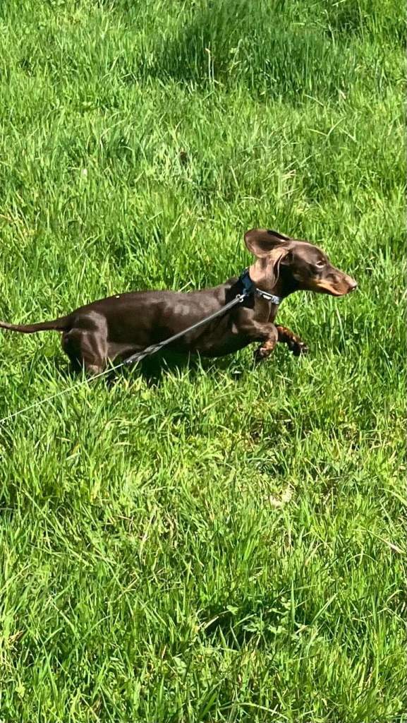 Miniature Dachshund
