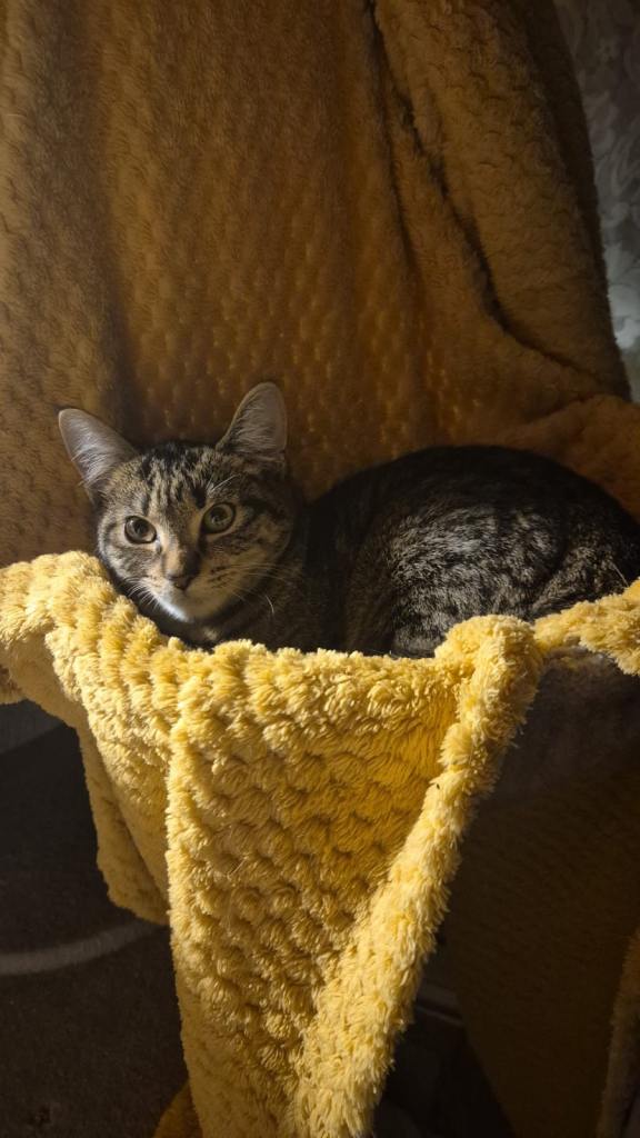 Adorable Friendly Kitten Looking for a Loving Home 🐾