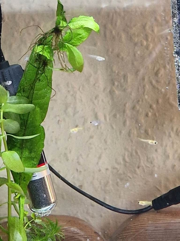 Guppies