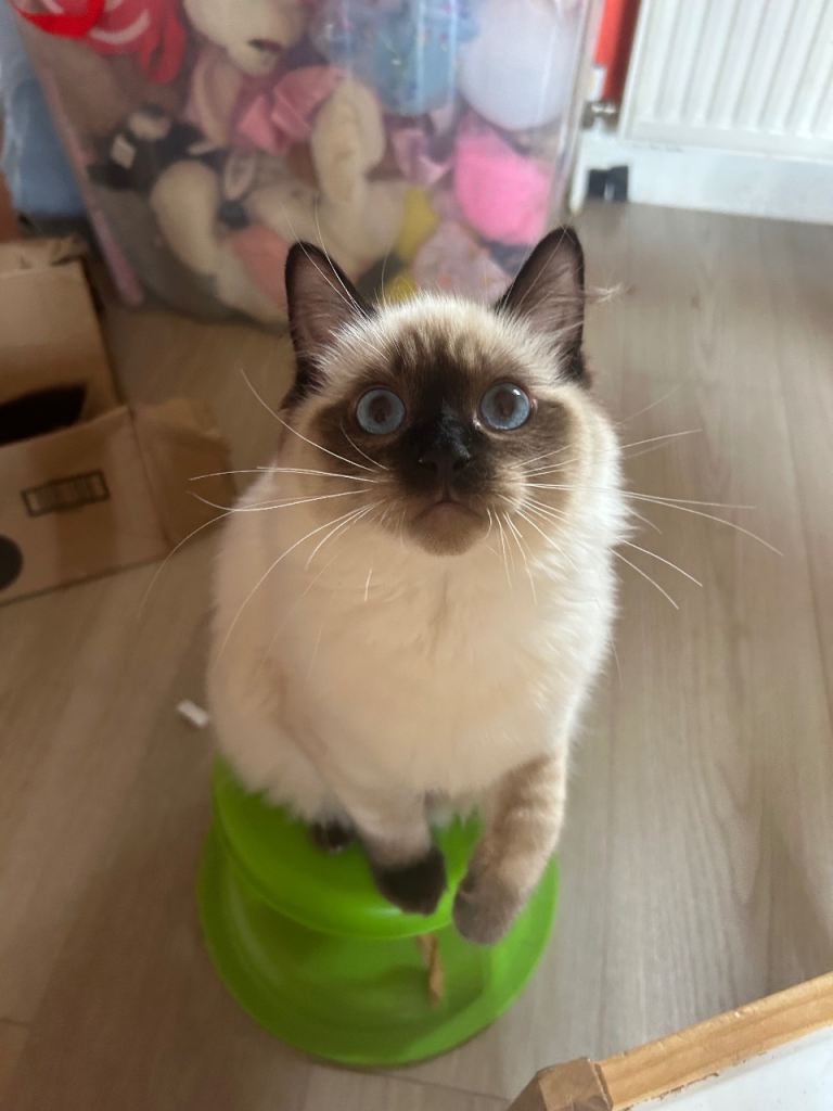 ONLY 1 pure Ragdoll kitten left ✨ FREE STARTER PACK INCLUDED🫶🏽.