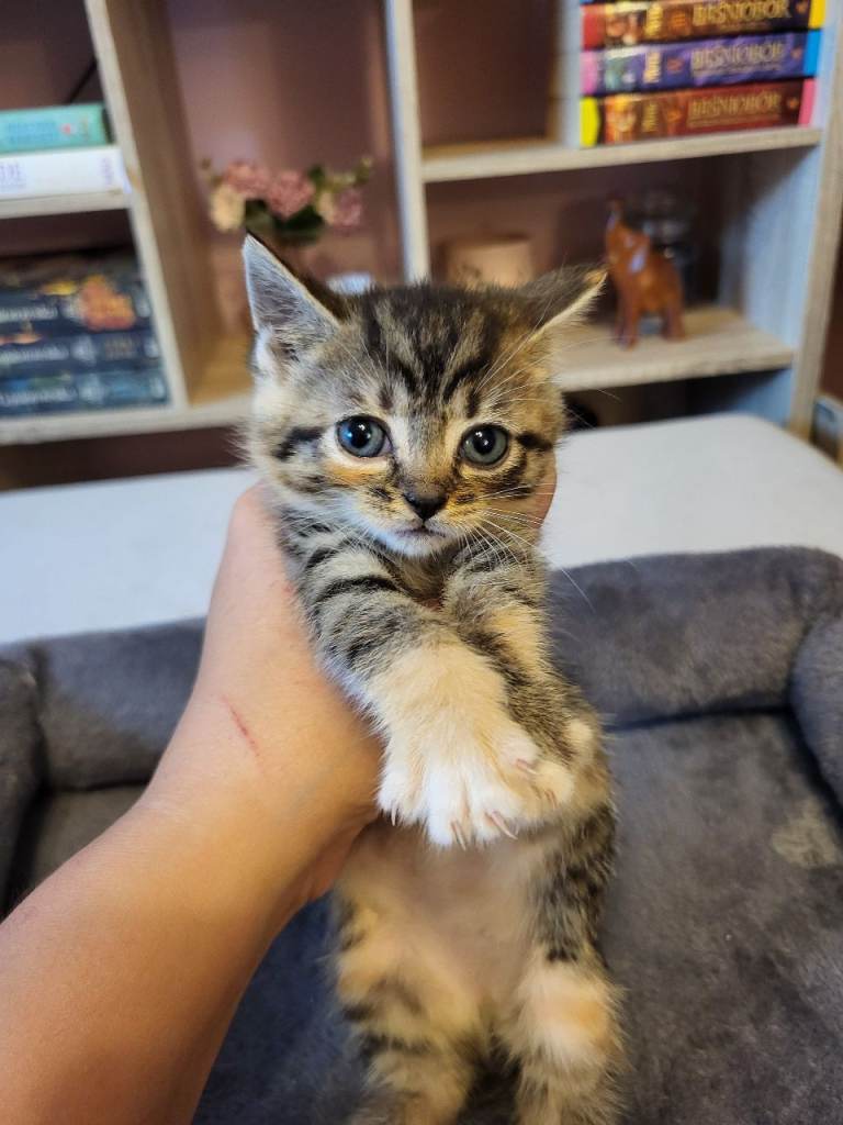 Mix-syberian-british shorthairs kittens 