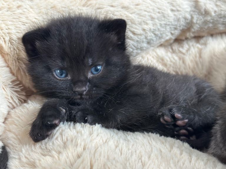 Adorable Black and Grey British Shorthair Cross Kittens – Ready to Reserve