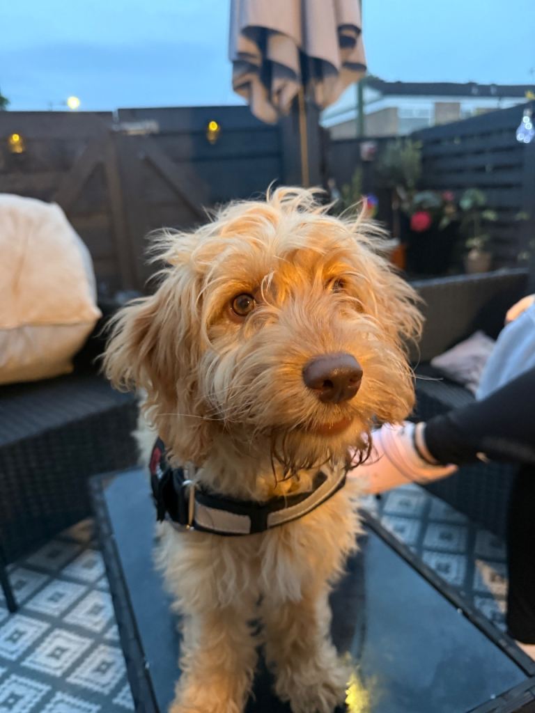 Cockapoo