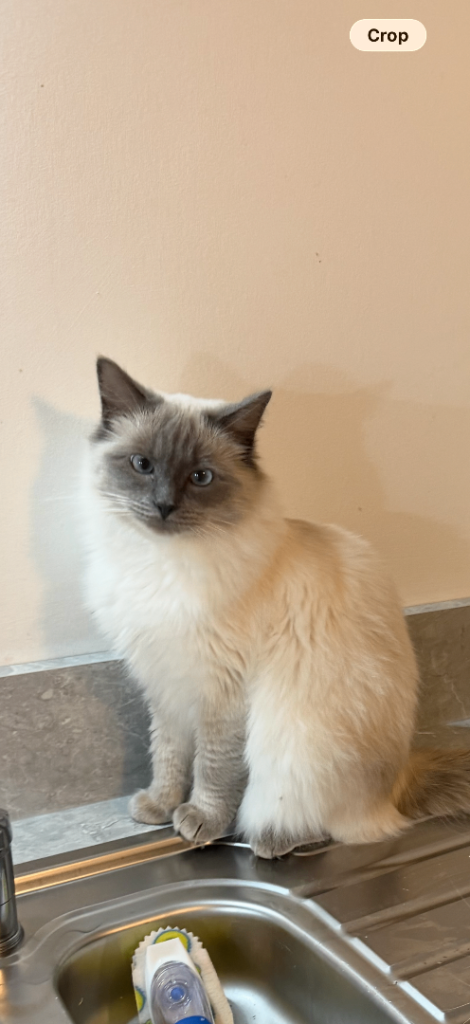 1 year old female ragdoll/siamese cat 