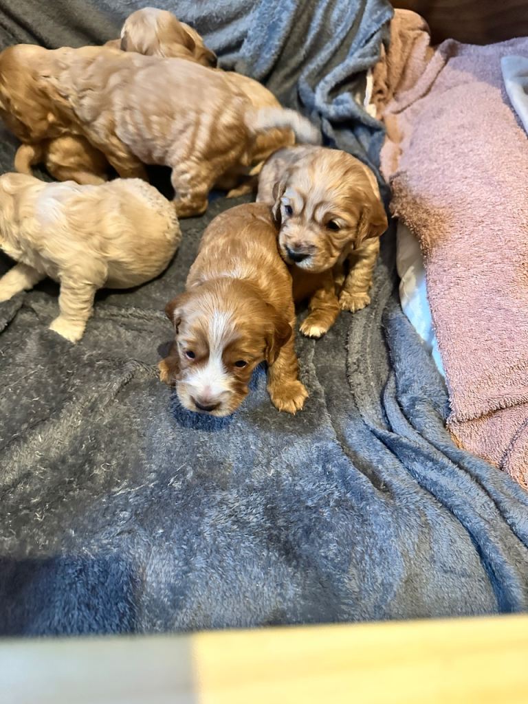 Cockapoo Puppies as of 03/08 4 left !
