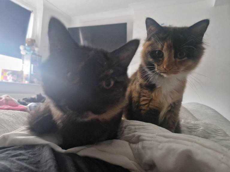 Maincoon cross 6 month old female kittens 