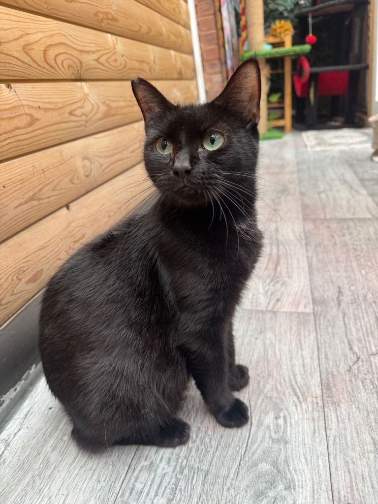 TWO FEMALE CATS NEEDING NEW HOME/S