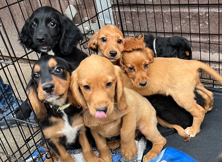 Cocker spaniel puppies 
