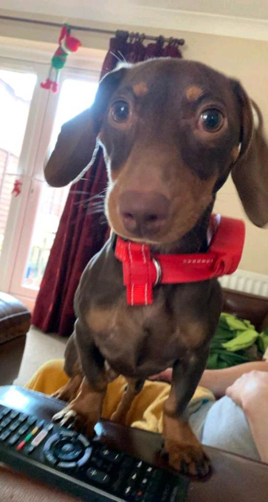 Mini duchshund chocolate colour