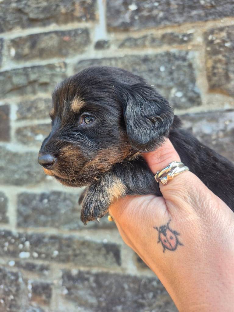 LONG HAIR PRA CLEAR MINIATURE DACHSHUND GIRL