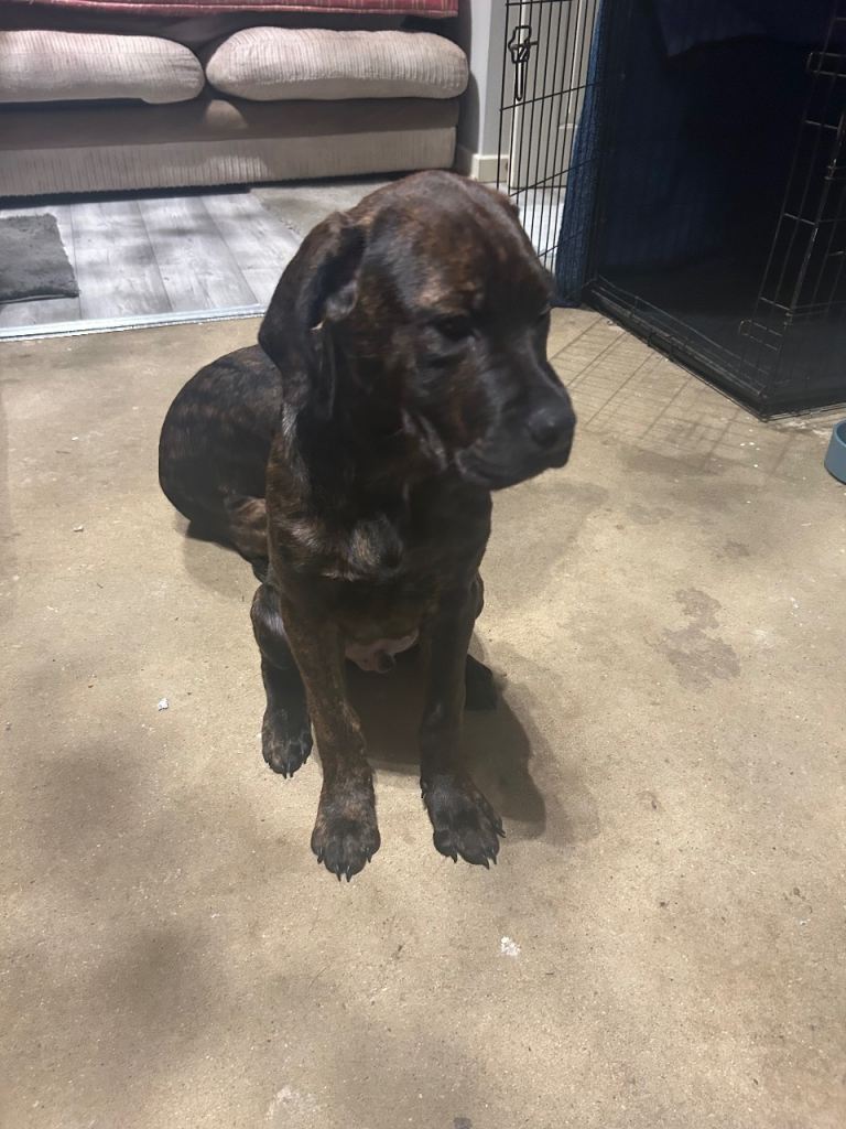 ROTTIECORSO 2boys left 