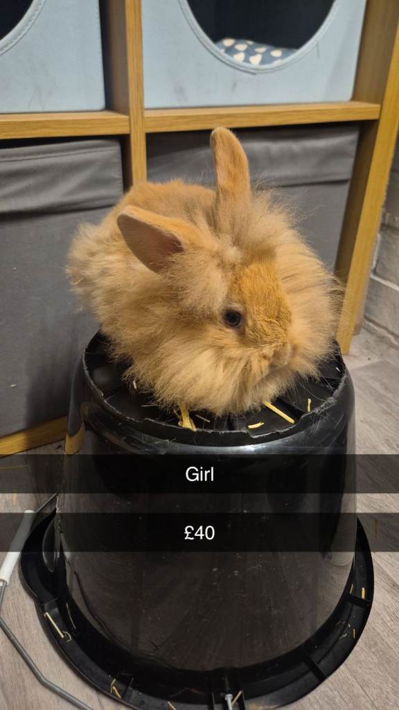 Beautiful Baby Lionhead Bunny Rabbits 