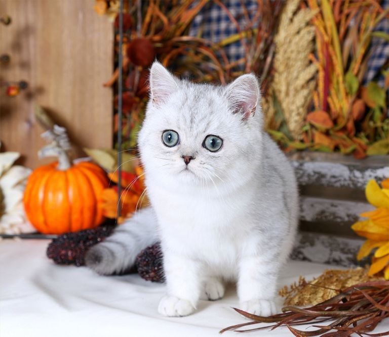     Female Persian Kitten Ready for a New Home