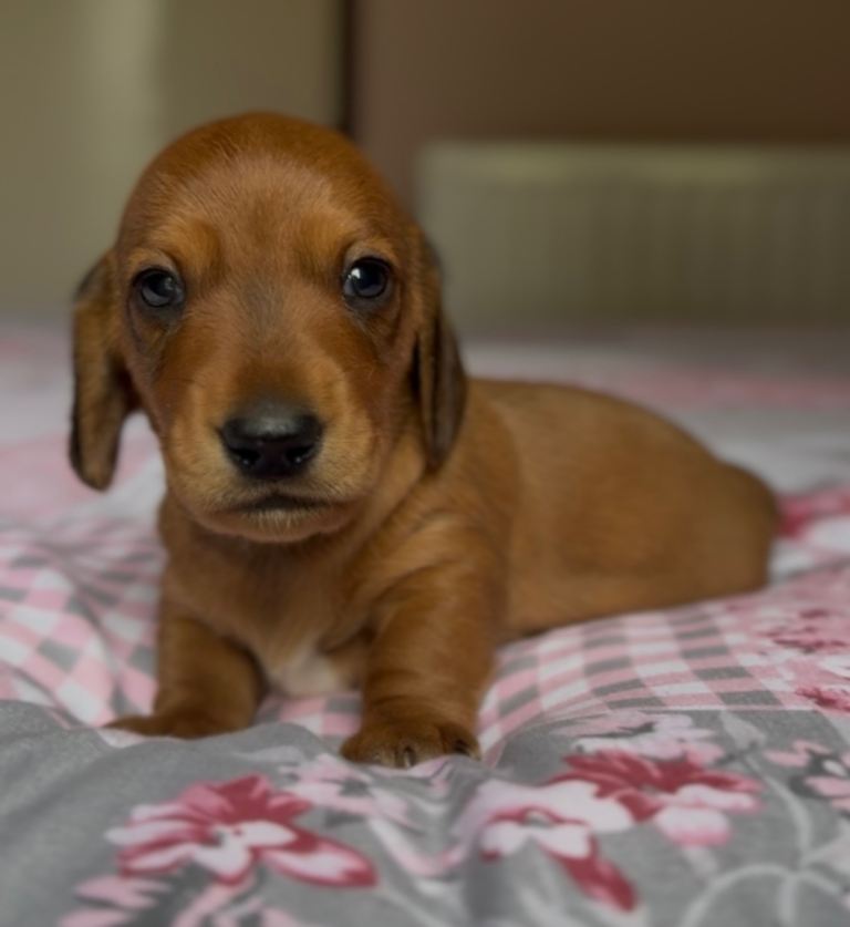 Miniature Dachshund 