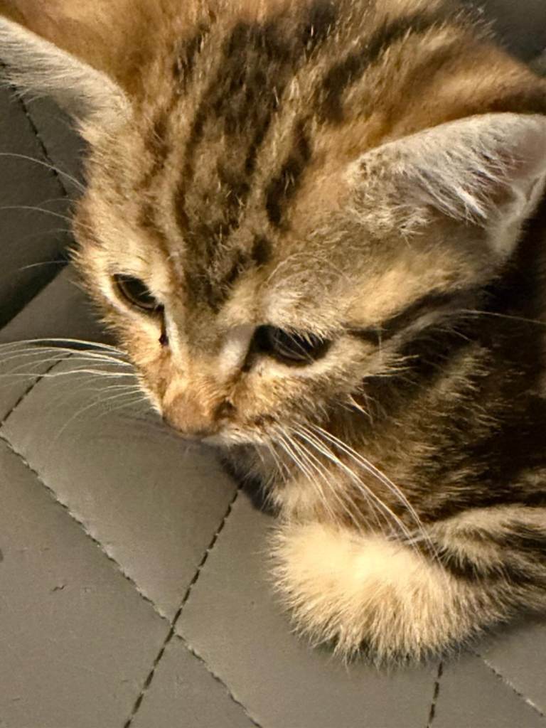  Domestic Short Hair kitten 