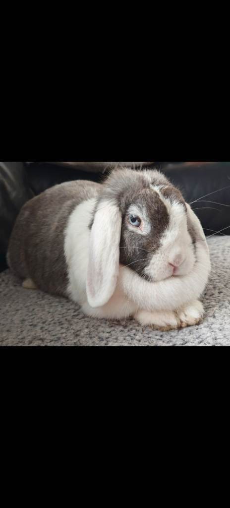 X4 rabbits needing new home. Read discription