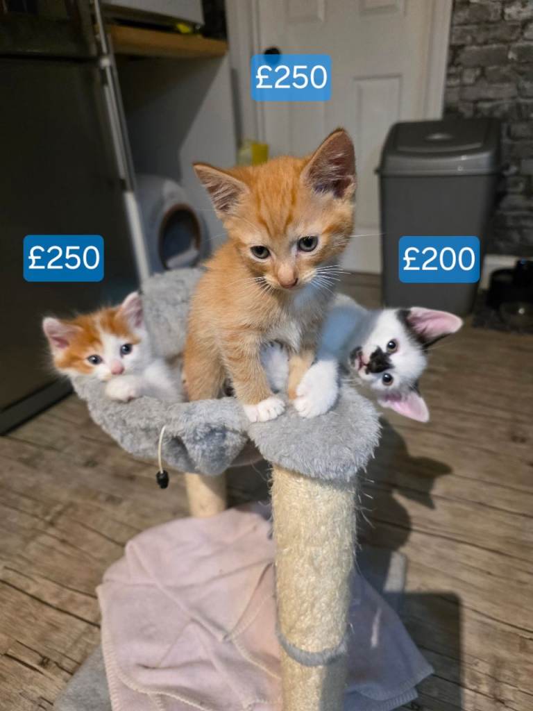 Very playful kittens for sale 