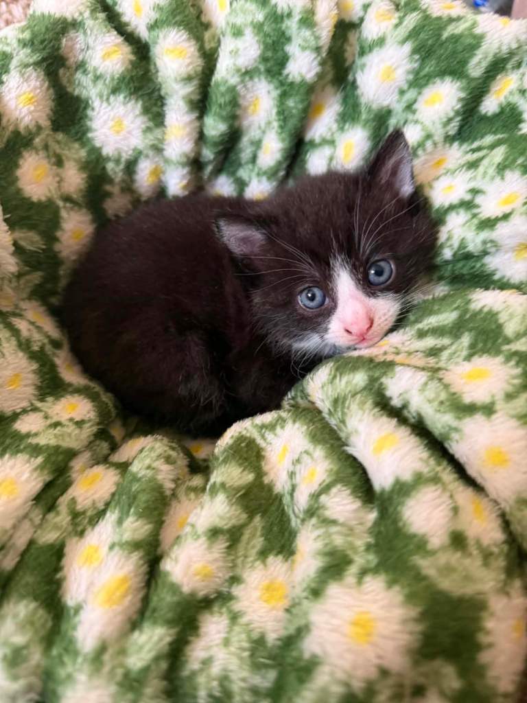 Gorgeous kittens 1 girl 2 boys 