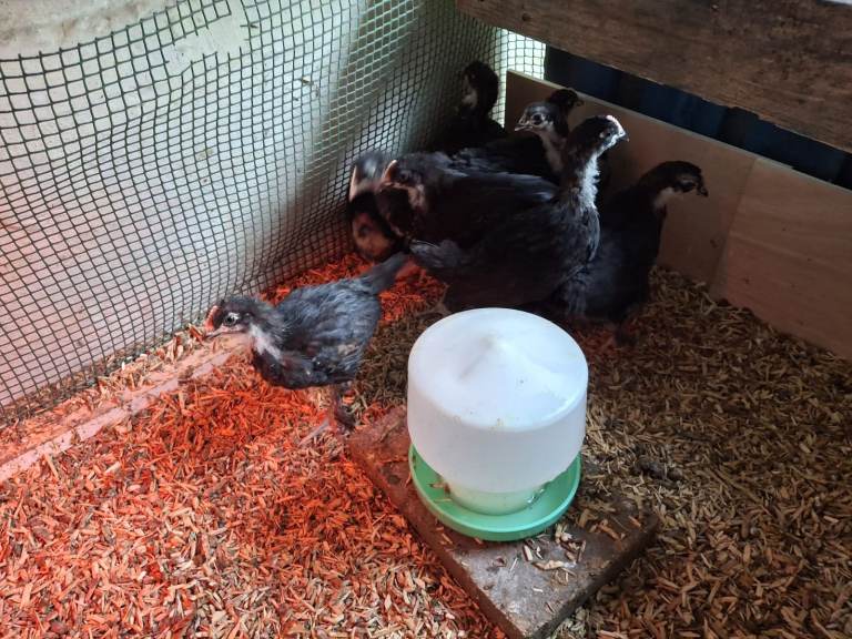 Unsexed Copper Black Marans