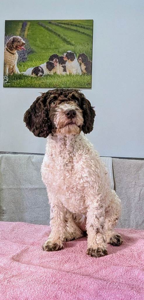 Spanish WATER Dog RKC registered 