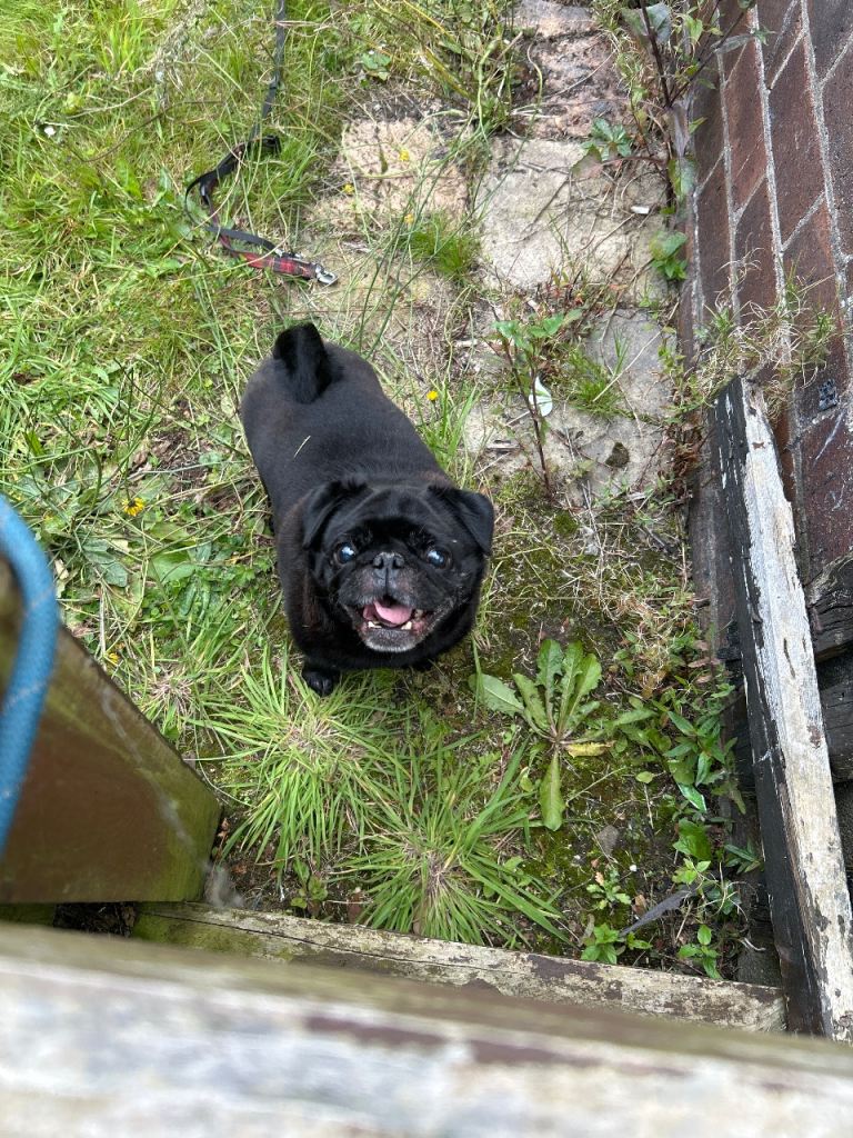 Black Male pug looking for a new home 