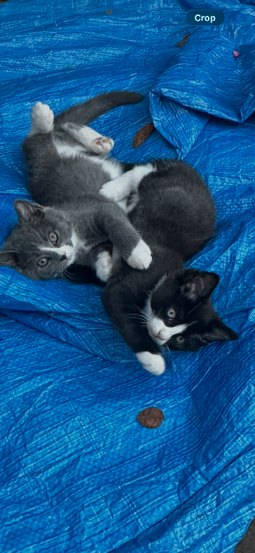 Kittens - 12wks £250 each