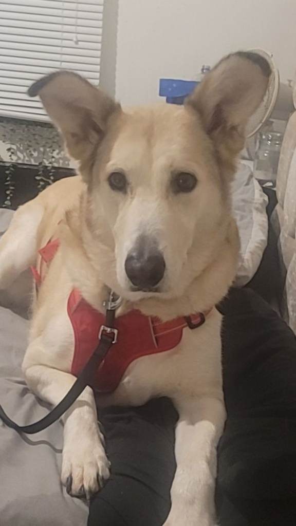 Male alaskan malamute mix