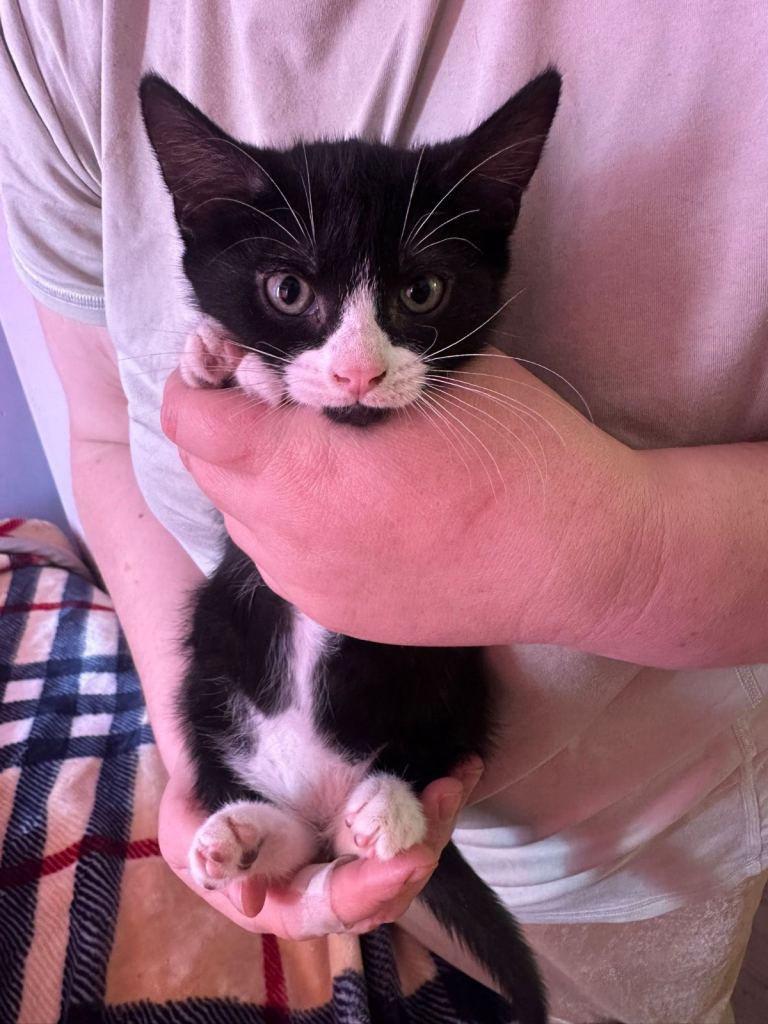 Kittens for sale
