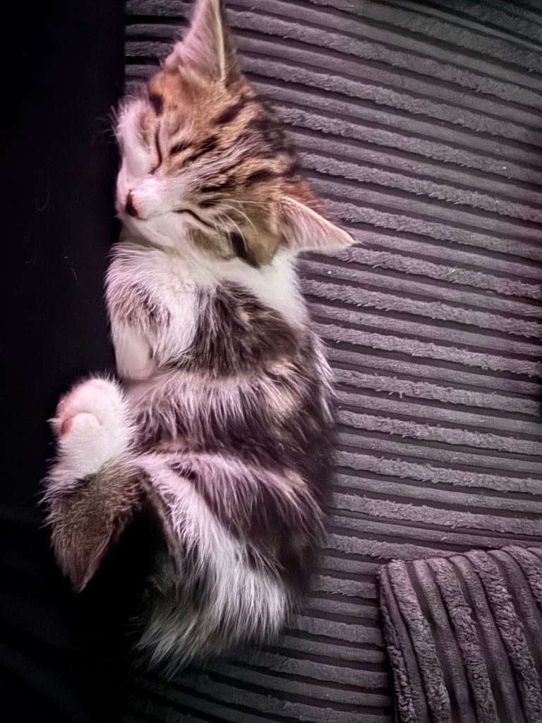 Cute kittens £100 - ready to find a loving home