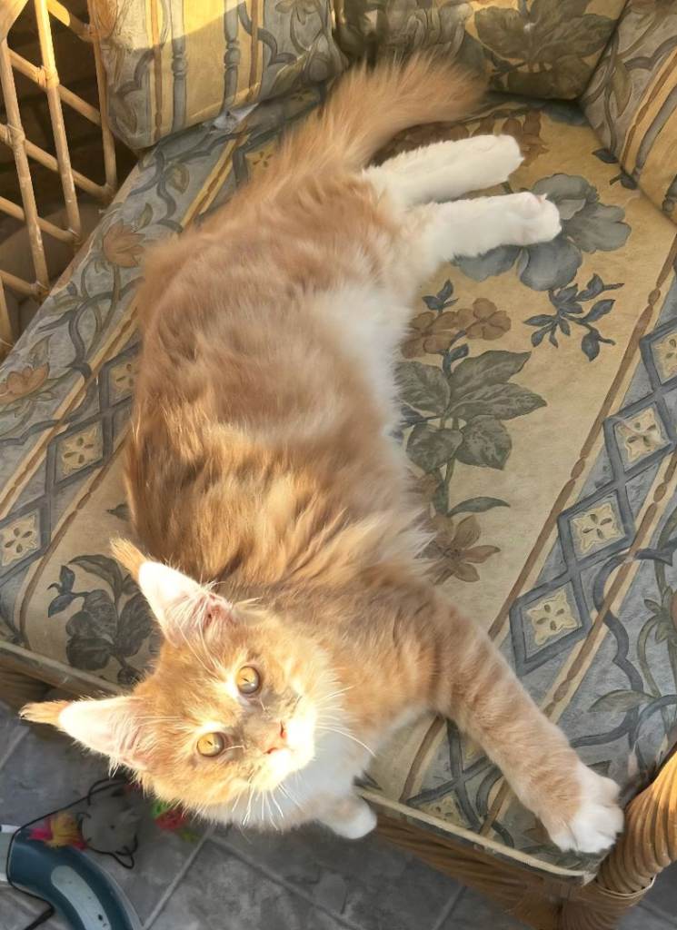 Gorgeous TICA Pedigree Maine Coon Kittens