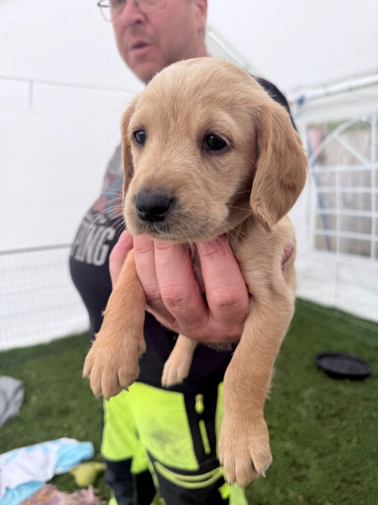 Stunning Cockerdor puppies (4 girls remaining) 