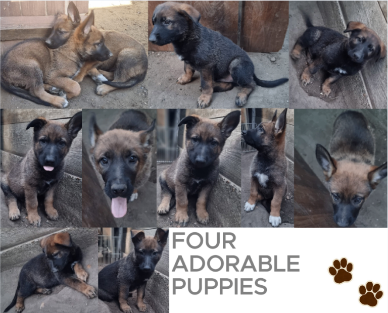 Beautiful German Shepherd x Belgian Malinois Puppies
