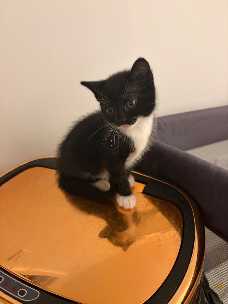 Kittens for sale 