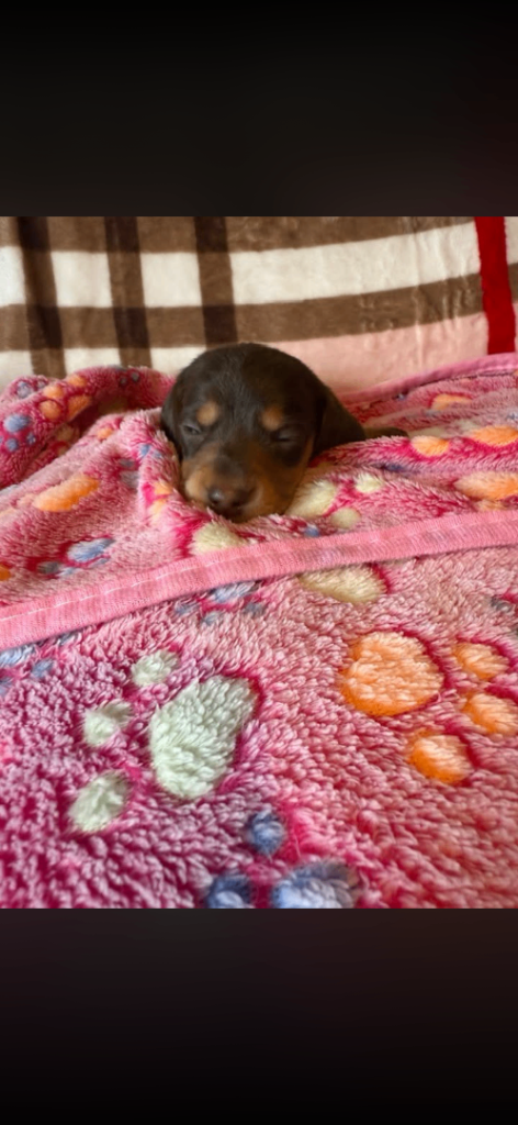 dachshund puppies 