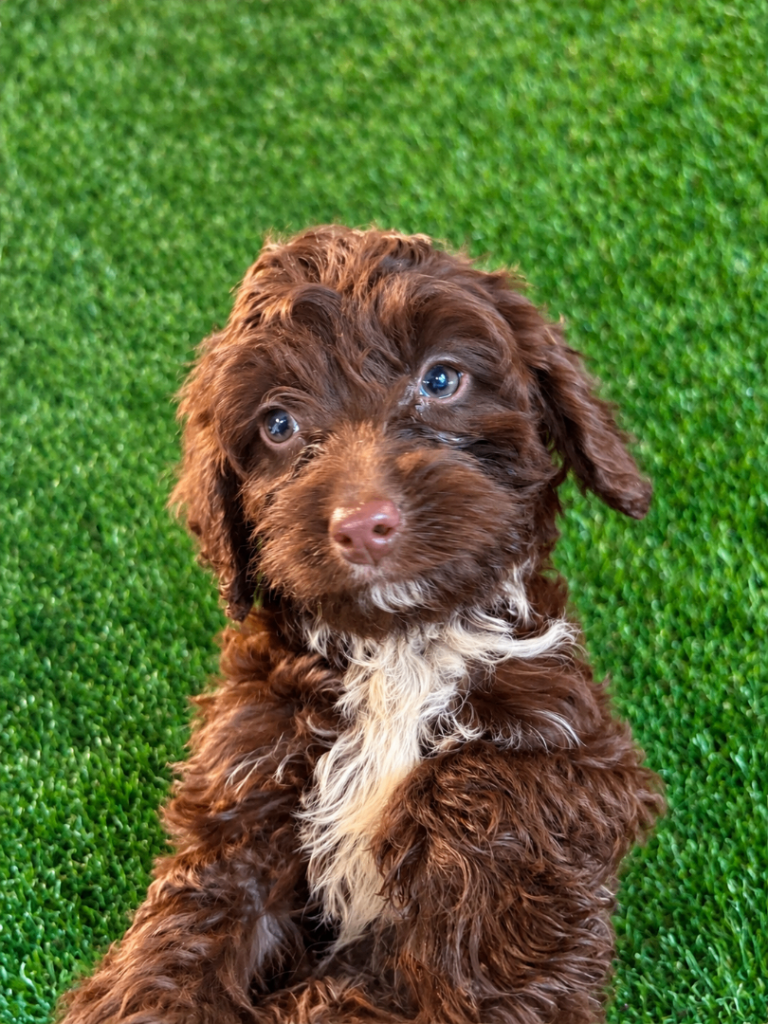 🐶 Cockapoo puppies 🐶