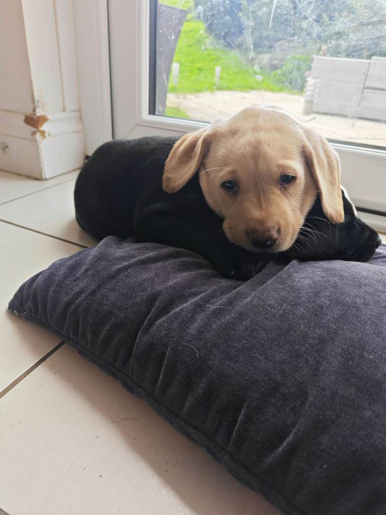 KC Health Tested Labrador Pups