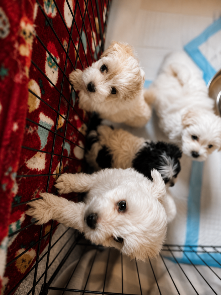4x Beautiful Maltese Pups