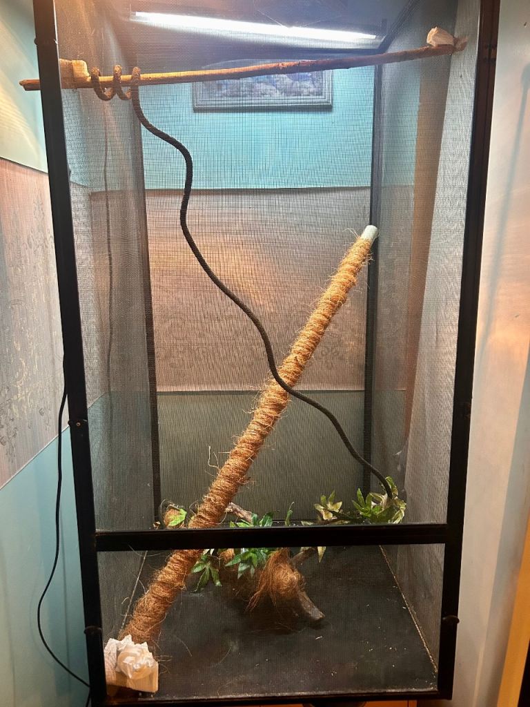 Chameleon cage and lightning 