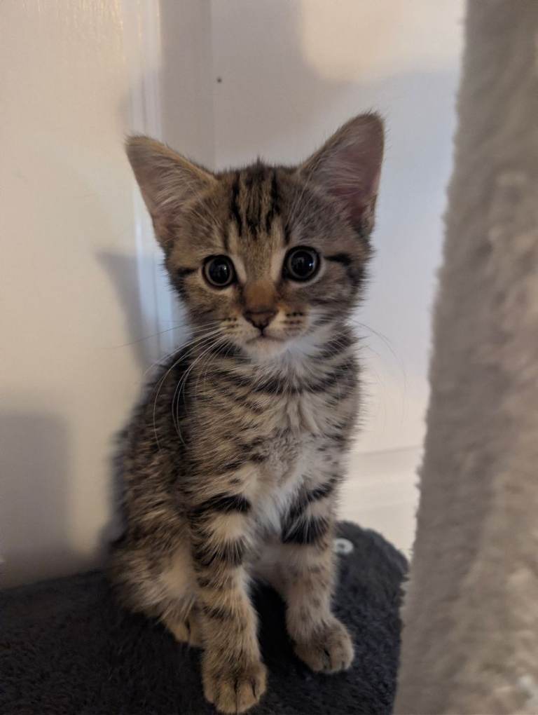 🐾 Beautiful  Tabby Kitten for Sale 🐾