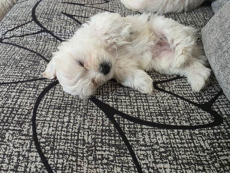 Bichon Maltese 
