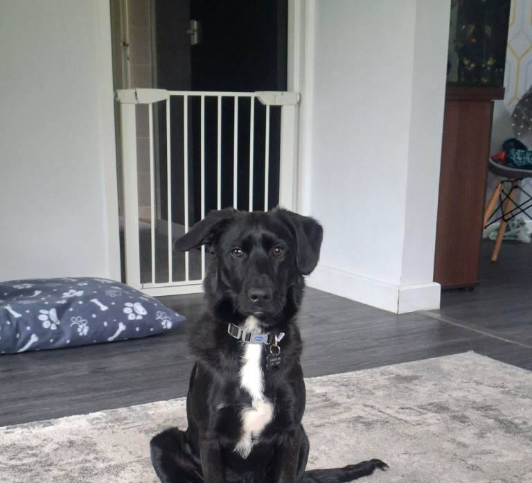 Cockapoo cross belgian malinois 