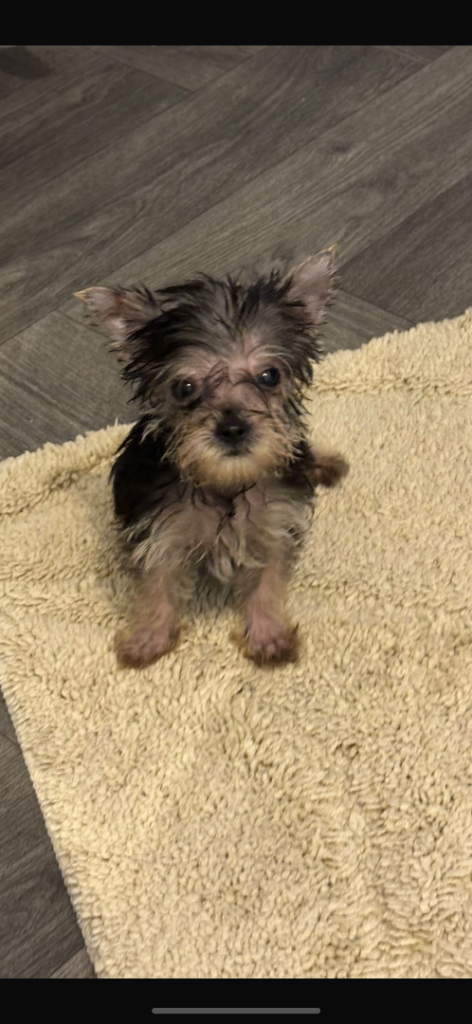 Yorkshire terrier for sale