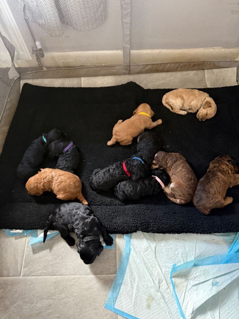Adorable Cockapoo Puppies Ready in October 2026!