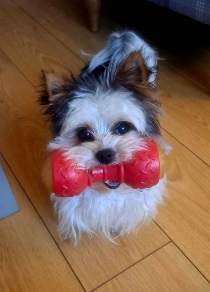 Biewer Terrier 1 year old