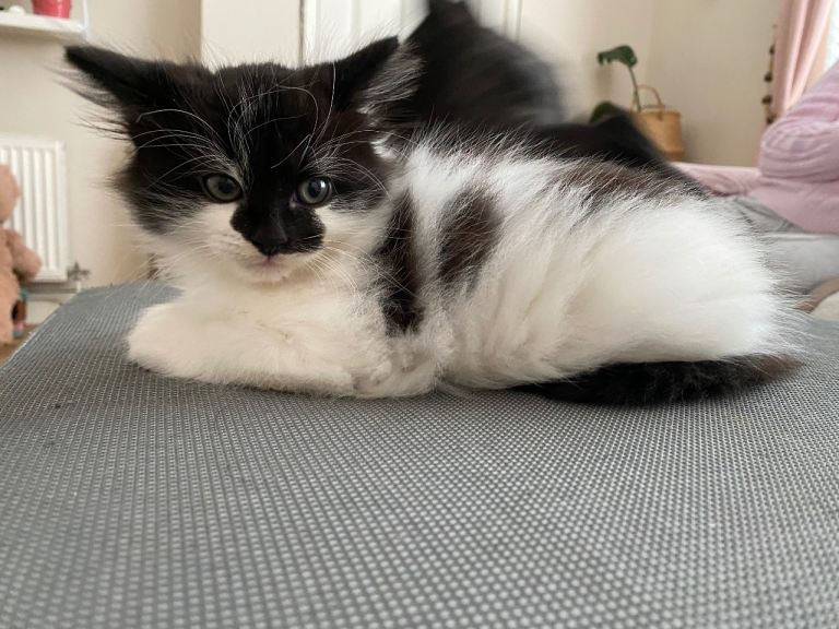 Kitten 