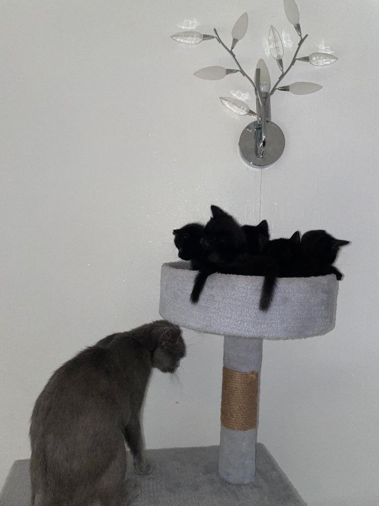 british shorthair kitten